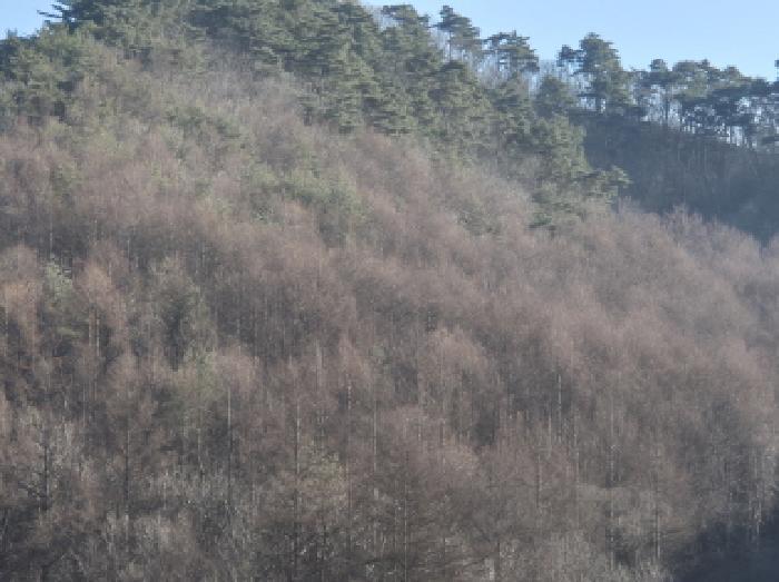 법원경매 2025타경10164 사진33 | 영양군 입암면 금학리 임야 경매