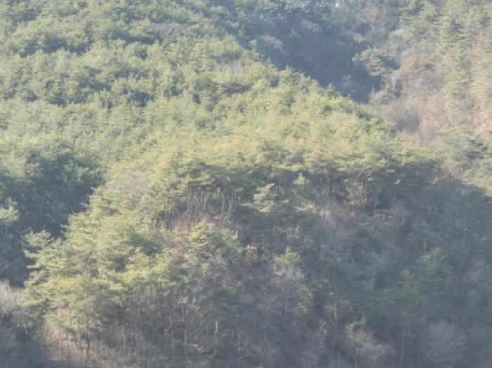 법원경매 2025타경10164 사진19 | 영양군 청기면 청기리 임야 경매