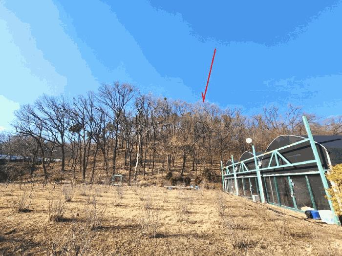 법원경매 2025타경442 사진13 | 성남시 중원구 도촌동 임야 경매