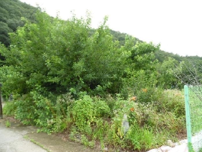2025타경804 법원경매 사진5 | 전주 완산구 대지 경매