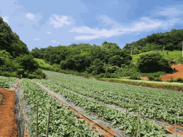 2025타경119 법원경매 사진5 | 충북 단양군 전 경매