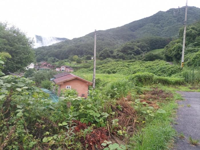 법원경매 2024타경1243 사진2 | 밀양시 산외면 엄광리 377 임야 경매