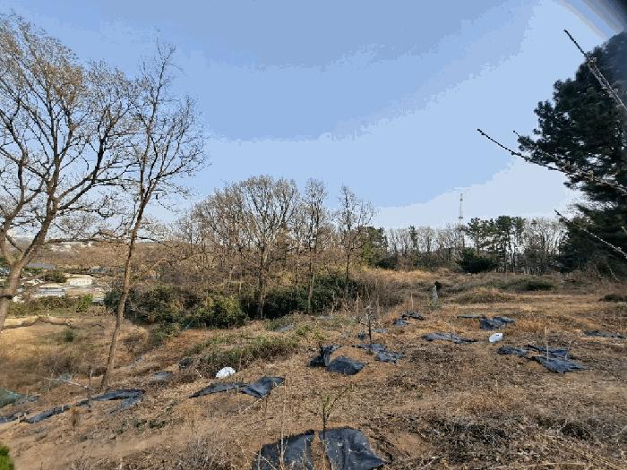 법원경매 2025타경3646 사진4 | 포항시 남구 연일읍 중명리 810 임야 경매