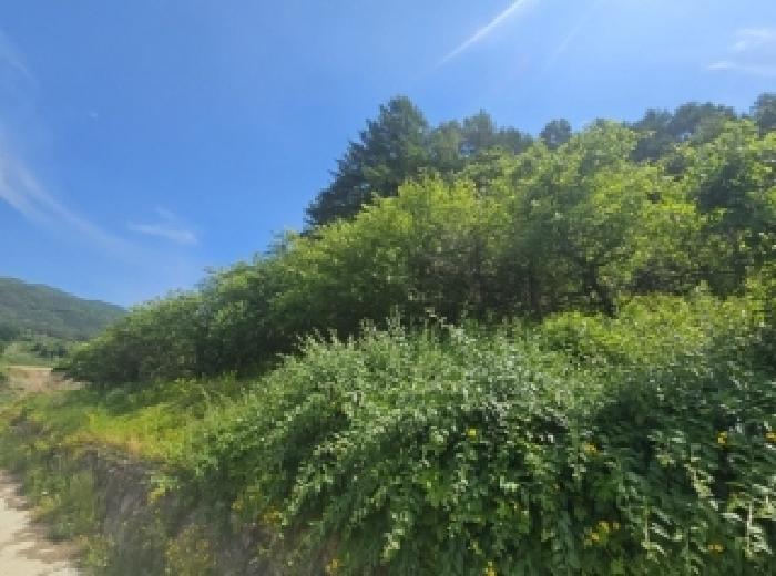 2025타경5317 법원경매 사진29 | 충북 단양군 전 경매
