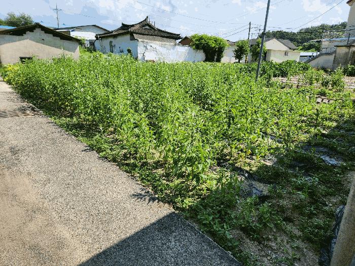 경상남도 창녕군 대지면 본초리 871-6 법원경매 물건 대표사진