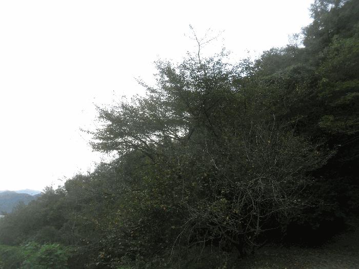 경상남도 밀양시 상남면 동산리 산39-3 법원경매 물건 대표사진