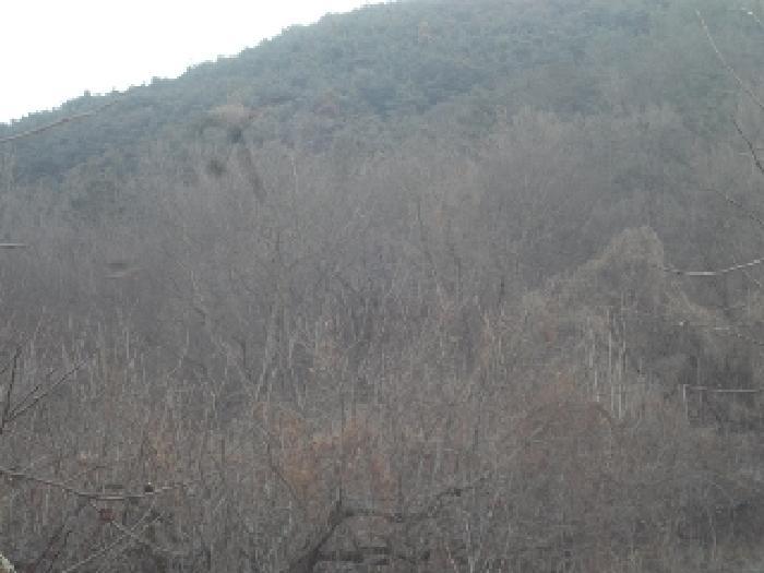 경남 창녕군 길곡면 길곡리 1241-6 전 사진 6