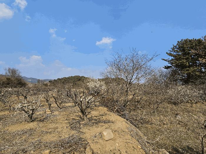2025타경362 법원경매 사진8 | 전남 광양시 임야 경매