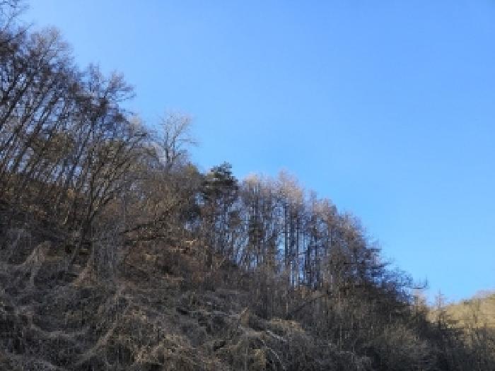 법원경매 2025타경10068 사진10 | 영주시 안정면 묵리 임야 경매