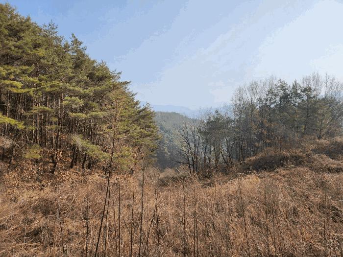 법원경매 2025타경10068 사진6 | 영주시 안정면 묵리 임야 경매