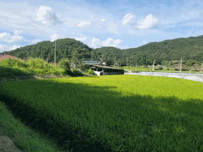 법원경매 2025타경31684 사진2 | 성주군 월항면 대산리 167 주택건물 경매