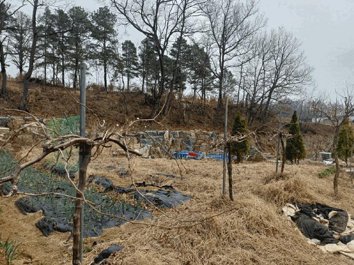 법원경매 2025타경31047 사진6 | 성주군 초전면 용성리 646 전 경매