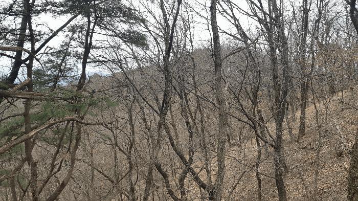 법원경매 2025타경10833 사진3 | 김천시 지례면 교리 임야 경매