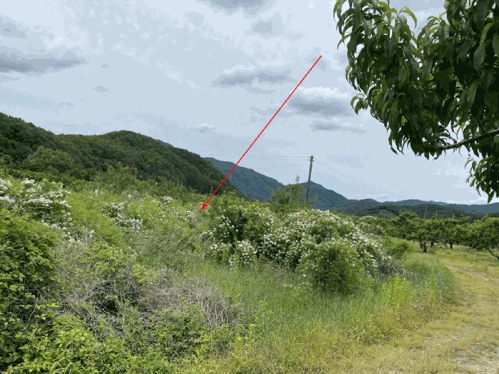 법원경매 2025타경7936 사진4 | 경산시 남산면 전 경매