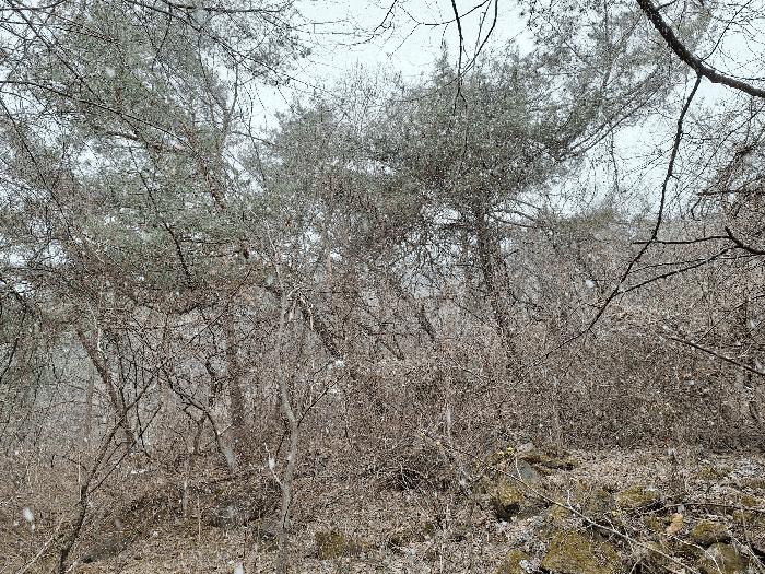 법원경매 2025타경20515 사진2 | 횡성군 강림면 월현리 임야 경매
