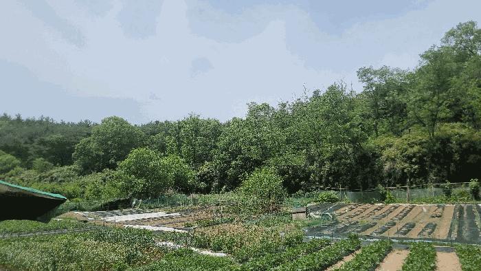 경상북도 포항시 남구 연일읍 학전리 산65-19 법원경매 물건 대표사진