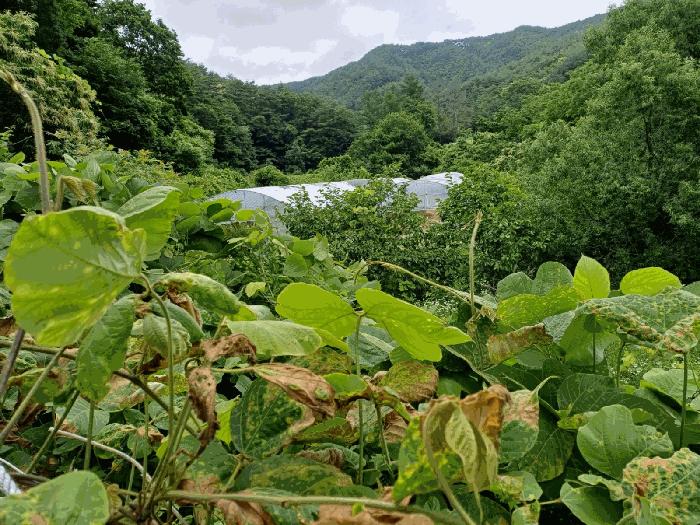 경상북도 포항시 북구 죽장면 상옥리 614 법원경매 물건 대표사진