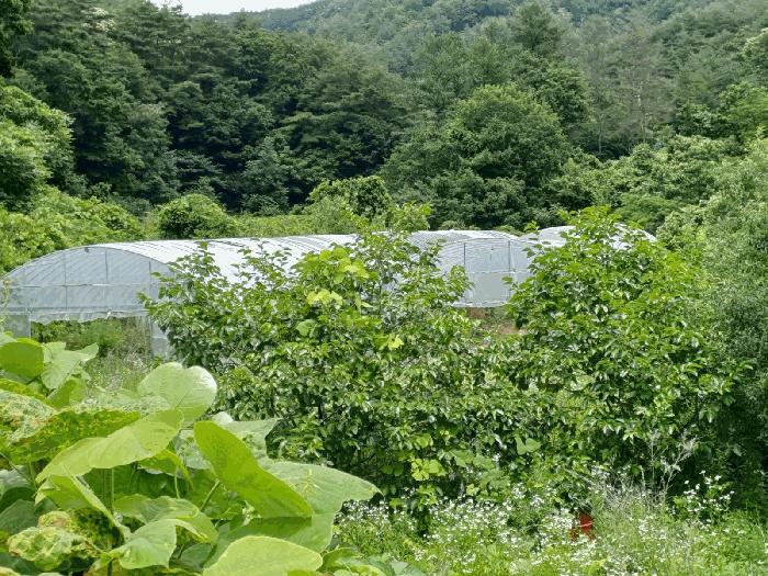 법원경매 2025타경397 사진4 | 포항시 북구 죽장면 상옥리 614 답 경매