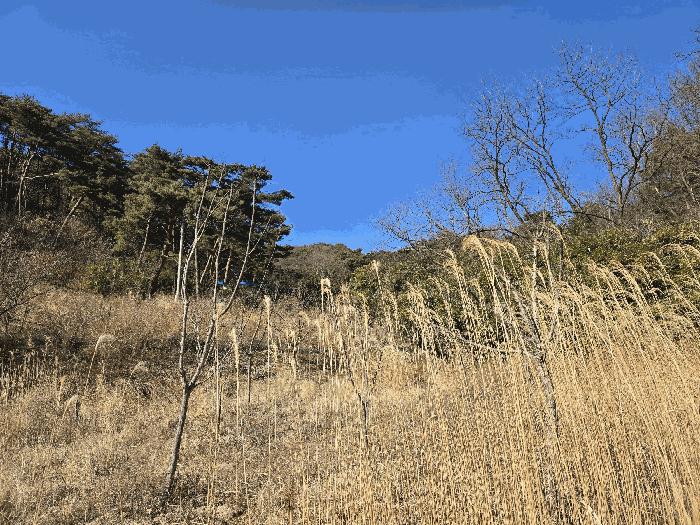 법원경매 2025타경3585 사진2 | 포항시 남구 오천읍 문덕리 임야 경매