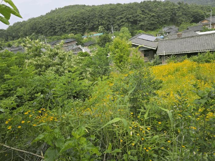 법원경매 2025타경31322 사진6 | 대구 달성군 하빈면 대평리 임야 경매