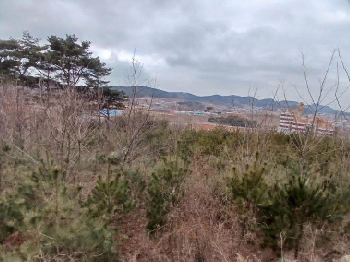 2025타경50365 법원경매 사진14 | 충남 당진시 임야 경매