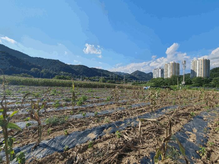 법원경매 2025타경1548 사진4 | 인제군 남면 어론리 825 답 경매