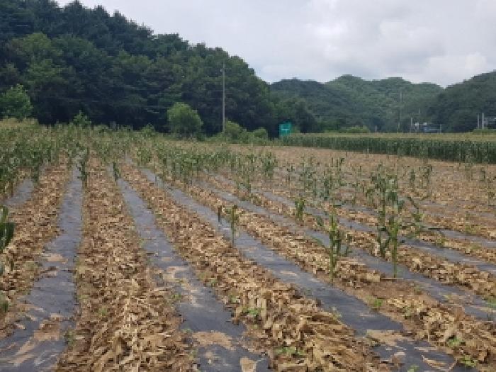 법원경매 2025타경1548 사진9 | 인제군 남면 어론리 825 답 경매