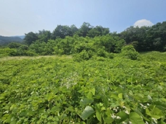 2025타경126 법원경매 사진18 | 충북 단양군 전 경매