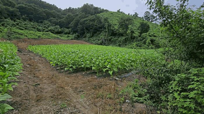 충북 단양군 영춘면 사이곡리 294 전 사진 3