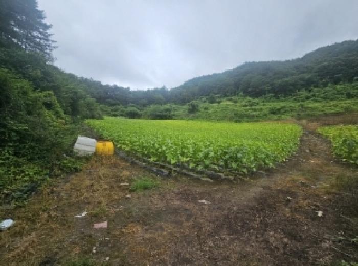 2025타경5358 법원경매 사진7 | 충북 단양군 전 경매