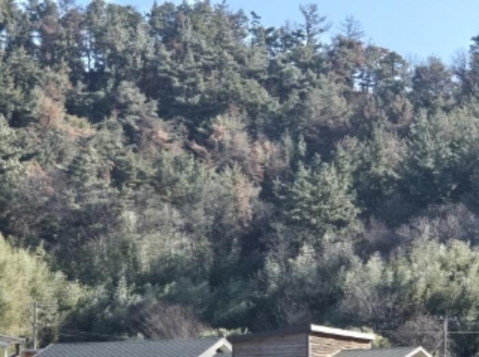 법원경매 2024타경37439 사진4 | 포항시 북구 흥해읍 임야 경매