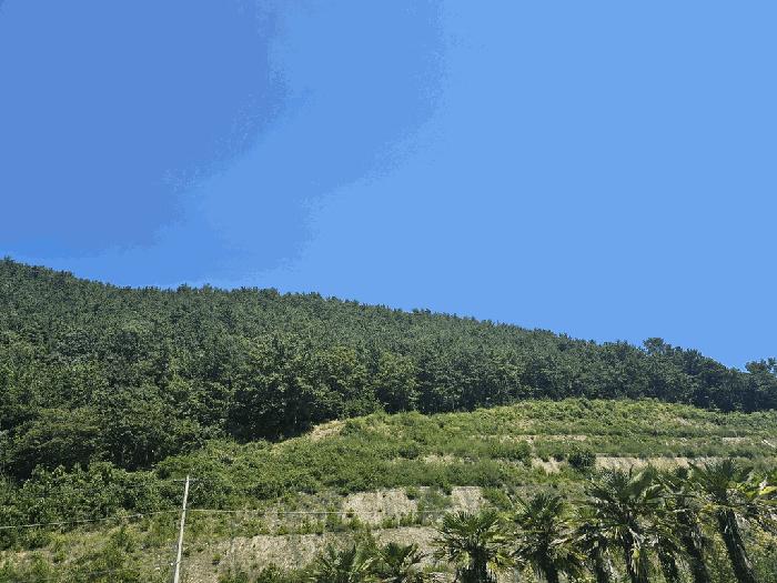 전라남도 여수시 화정면 조발리 산32 법원경매 물건 대표사진
