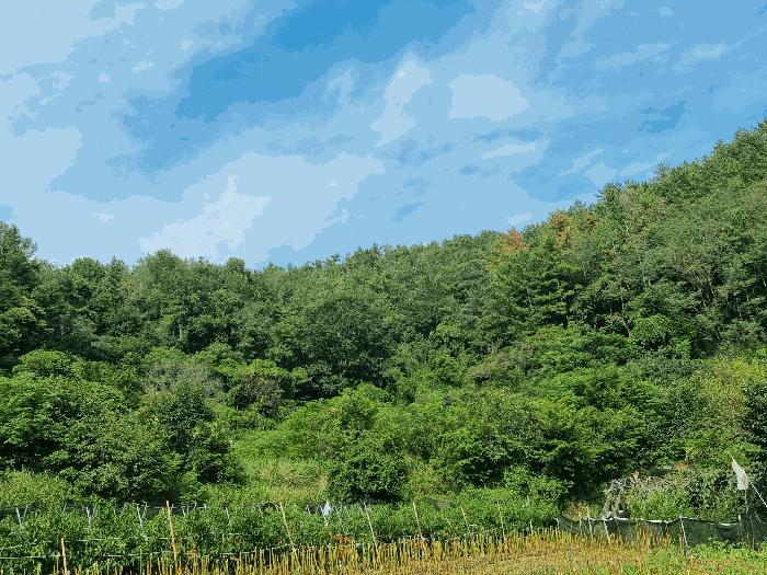 전라남도 순천시 해룡면 선월리 산12 법원경매 물건 대표사진