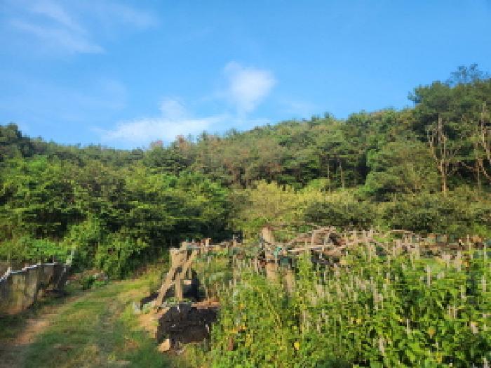 2025타경51937 법원경매 사진4 | 전남 순천시 임야 경매