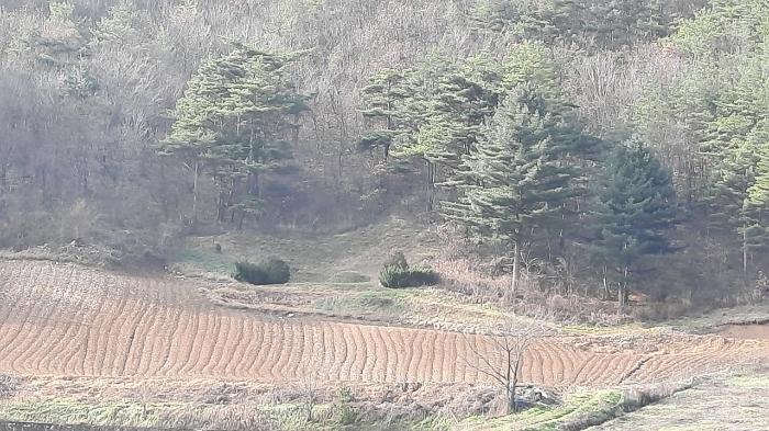 법원경매 2024타경1949 사진9 | 정선군 임계면 직원리 임야 경매