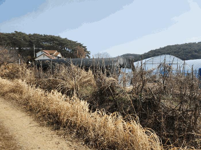 법원경매 2025타경532 사진3 | 태안군 안면읍 창기리 1319-3 답 경매