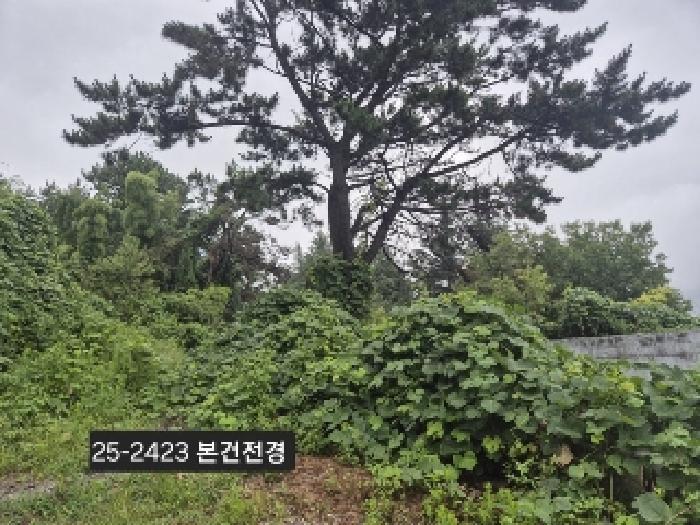 법원경매 2025타경2423 사진6 | 부산 사하구 당리동 534-11 임야 경매