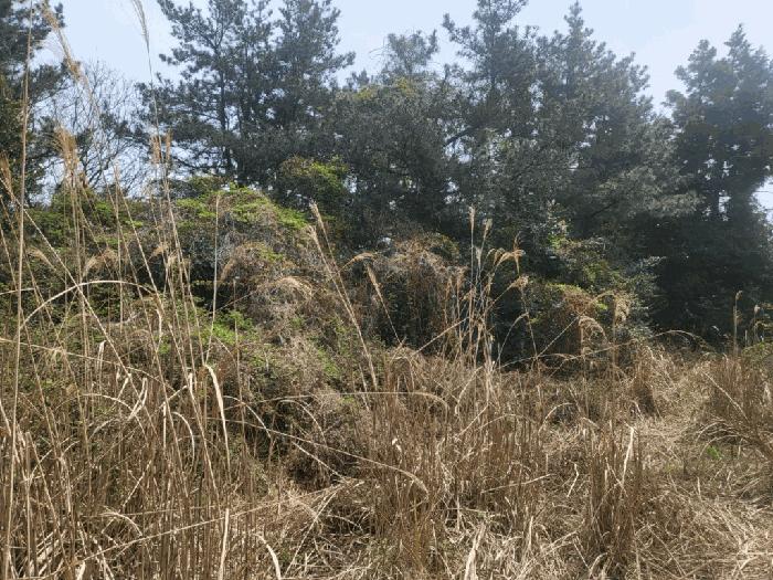 2025타경7817 법원경매 사진4 | 제주 서귀포시 임야 경매