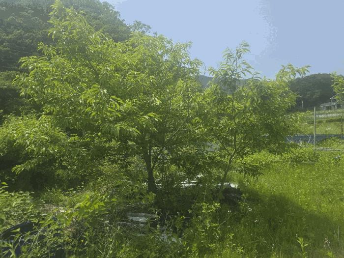 법원경매 2025타경20638 사진2 | 원주시 호저면 용곡리 374 전 경매