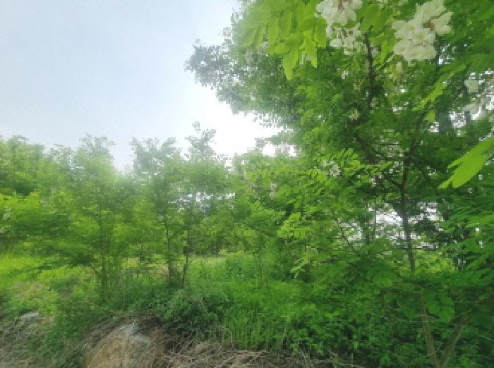 2025타경502365 법원경매 사진22 | 세종 장군면 임야 경매