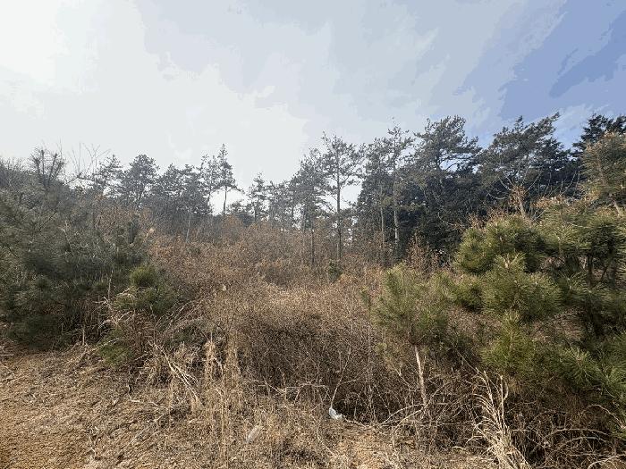 전라남도 장흥군 장흥읍 향양리 355-11 법원경매 물건 대표사진