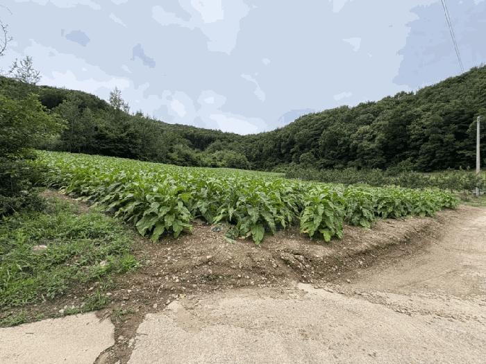 2025타경2593 법원경매 사진2 | 충북 보은군 전 경매