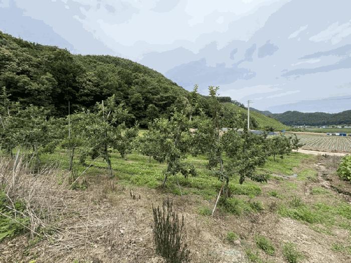 2025타경2593 법원경매 사진3 | 충북 보은군 전 경매