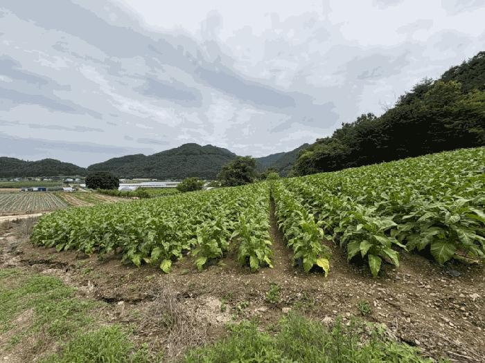 2025타경2593 법원경매 사진4 | 충북 보은군 전 경매
