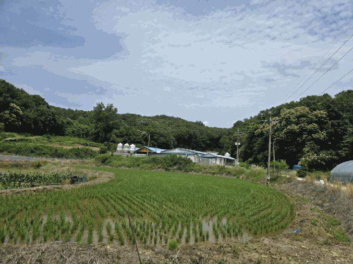 2025타경51335 법원경매 사진3 | 청주 청원구 임야 경매