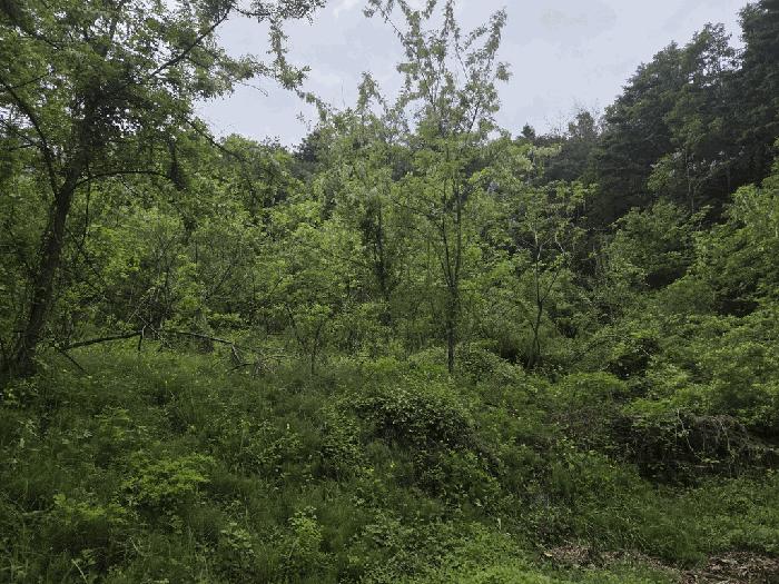 법원경매 2025타경1175 사진2 | 용인시 처인구 양지면 대대리 638-2 임야 경매
