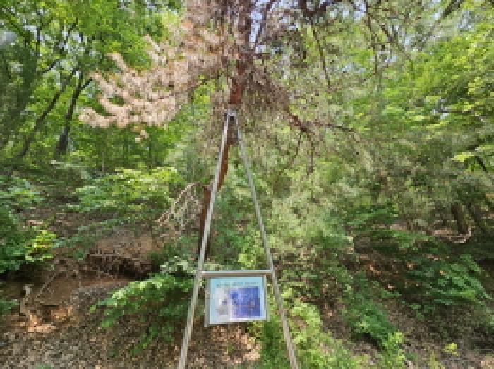 법원경매 2025타경1175 사진6 | 용인시 처인구 양지면 대대리 638-2 임야 경매