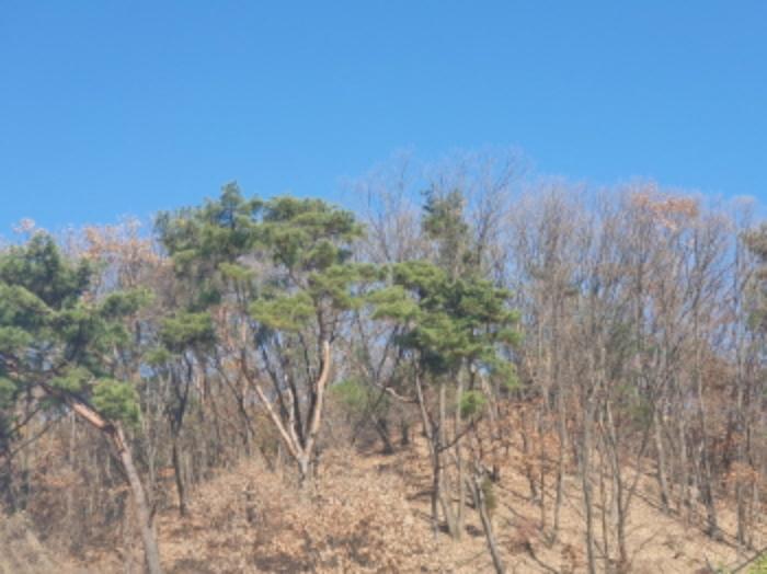 법원경매 2024타경85663 사진14 | 남양주시 호평동 임야 경매