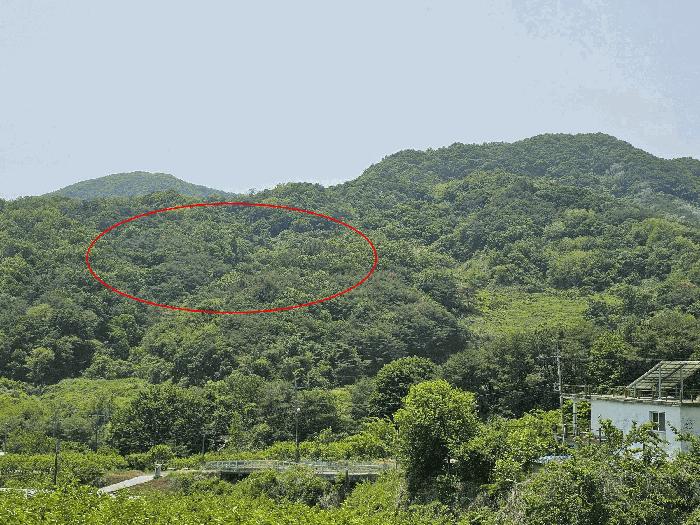 2025타경11424 법원경매 사진2 | 창원 의창구 임야 경매
