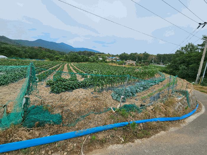 법원경매 2025타경3814 사진4 | 포항시 북구 신광면 죽성리 990-1 전 경매